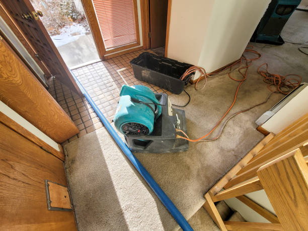 Best Mold removal after water damage  in Cerro Gordo, IL